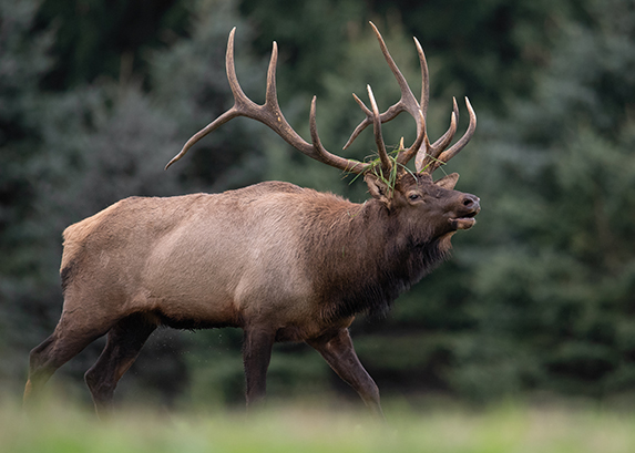 Elk