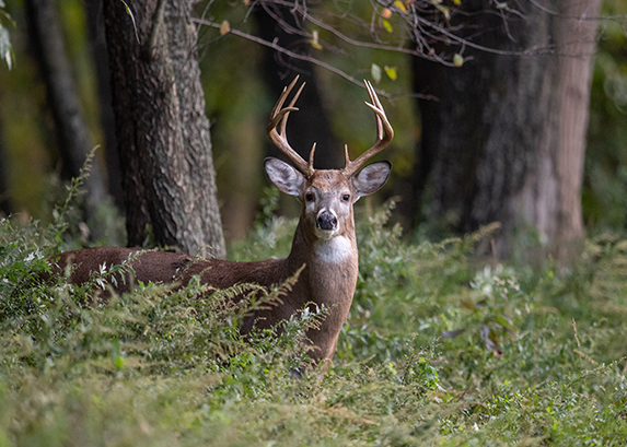White-tailed Deer