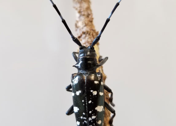 Asian longhorned beetle