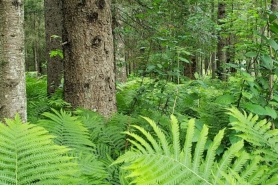 Ferns in a Forest
