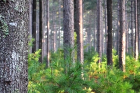 Pine Trees