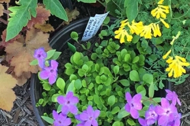 Potted plant.
