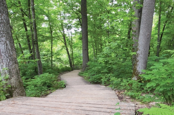 Trail through forest