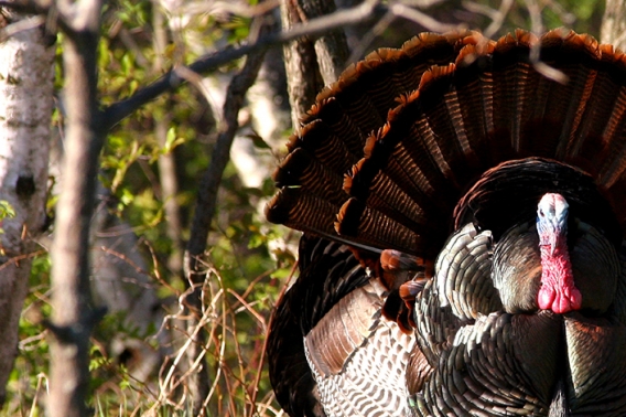Spring Turkey Hero Image