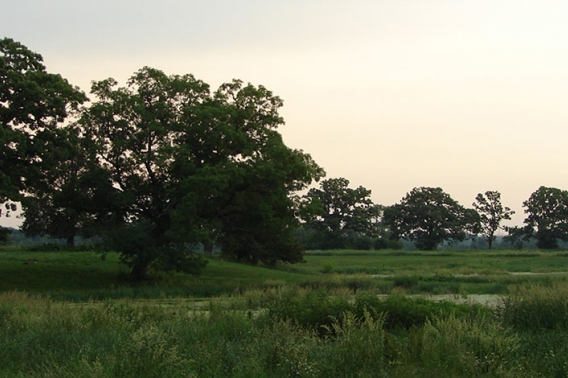 Paradise Oak Savanna in spring with green grass and trees.