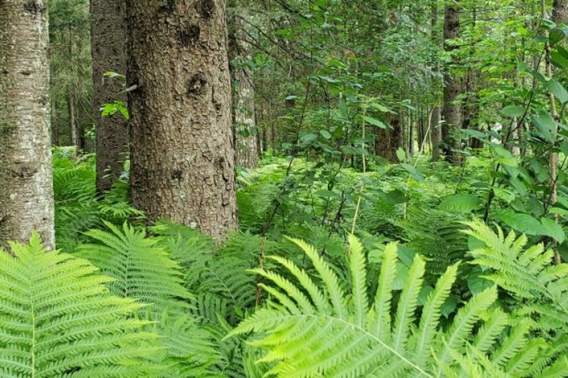 Ferns in a Forest