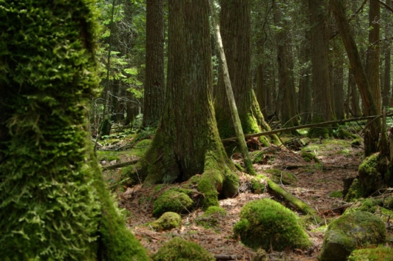 Baileys Harbor Boreal Forest and Wetlands SNA