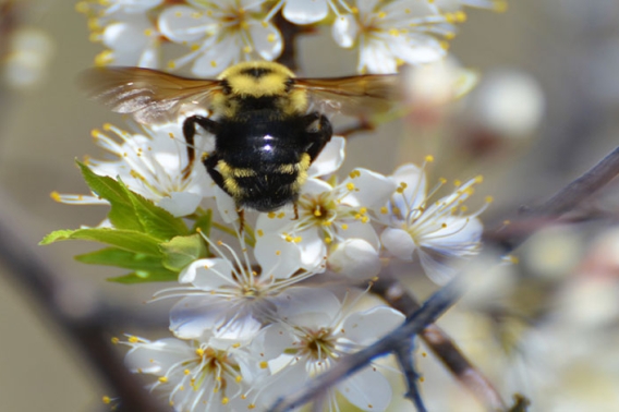 Bee on white spring flowers