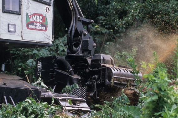 A timber feller processes a newly cut log.