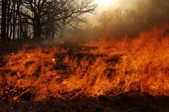 A fire burns in a forest clearing, the trees nearby untouched.
