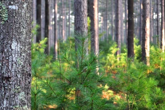 Tree trunks and young, green saplings in the morning light.