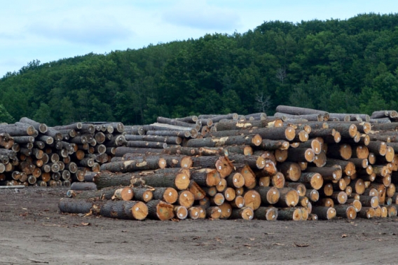 Several piles of newly cut lumber.