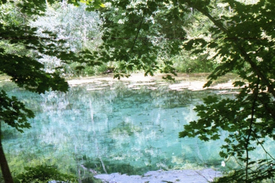 Pond and Tree