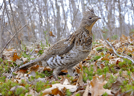 Male ruffed grouse