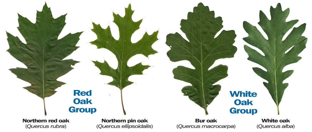 Pictures of leaves demonstrating the differences between red and white oak.