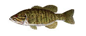Smallmouth bass